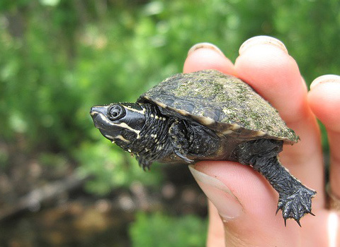 Самая маленькая черепаха в мире википедия