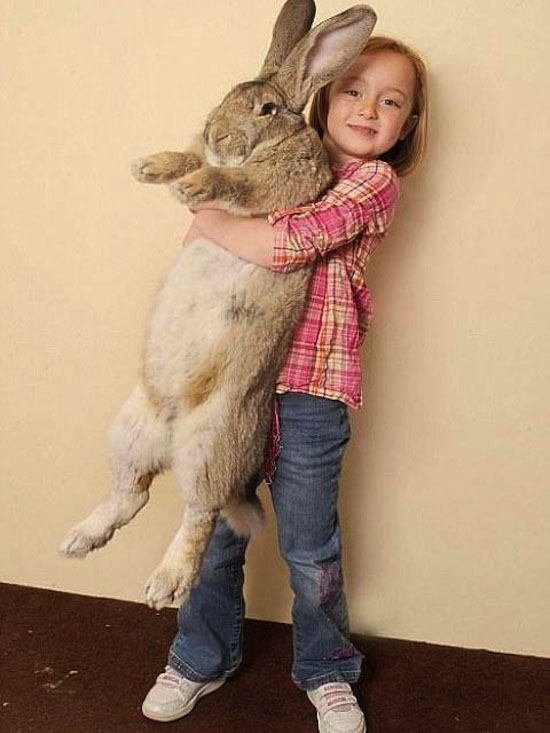 Самый большой кролик