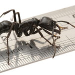 Вид самых больших муравьёв в Мире