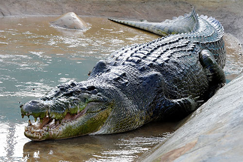 Крокодил Густав