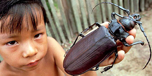 Самый огромный жук в мире