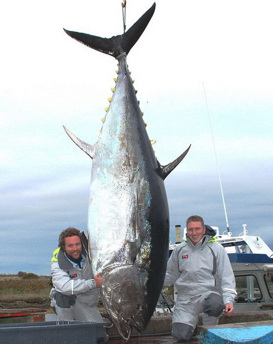 Самая большая пойманная рыба в мире