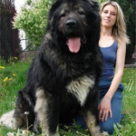 Самая большая собака в мире 2014