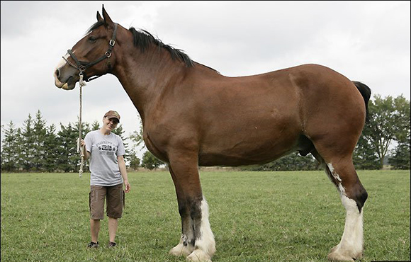 Самые большие кони в мире