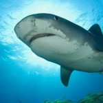 Фото само большой акулы в мире