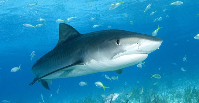 Самая большая акула в мире