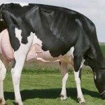 Самая большая Корова в мире