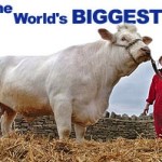 Самая большая собака в мире рекорд