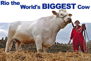 Самая большая корова в мире