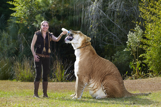 Геркулес - самая большая кошка Лайгер по книге Гиннеса 2012 года