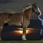 Самая большая лошадь в мире фото