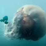 Самая длинная медуза в мире фото