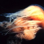 Видео самая большая медуза в мире