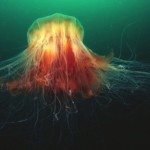 Самая большая в мире медуза видео