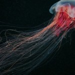 Самые большие медузы в мире видео