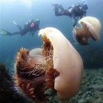 Видео самая большая медуза в мире