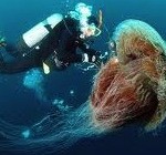Самая большая в мире медуза видео