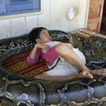 Самая большая в мире змея видео