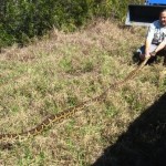 Самый большой змея в мире