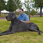Самая большая сабака в мире