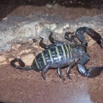 Самый опасный скорпион в мире