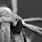 Самая ядовитый паук в мире видео