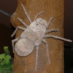 Самый крупный паук в мире