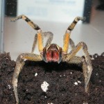 Самая ядовитый паук в мире видео