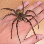 Фото самого ядовитово паука в мире