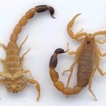 Самый ядовитый скорпион в мире