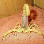 Самые ядовитые скорпионы мира