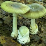 Самый ядовитый гриб в мире