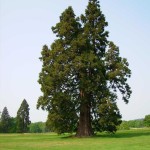 Самое высокое дерево в мире