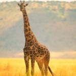 Самый высокий жираф в мире
