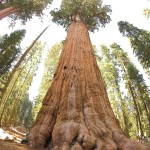 Самое высокое дерево в мире