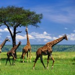 Вид жирафов