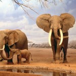 Самые большие слоны в мире фото