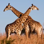 Окраска жирафа