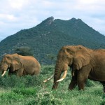 Самый большой слон в мире
