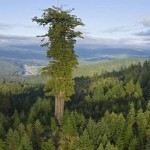 Самое высокое дерево в мире фото