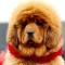 A-Royal-Dog-Red-Tibetan-Mastiff-3